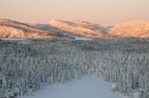 Skogsletta mellom Tverråsen, Hogskollen og Kampenhaug ser du her fra Tverråsen