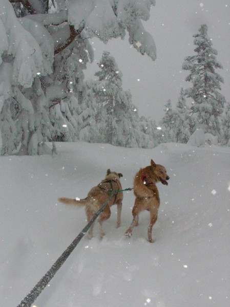 Snøfall over Finnemarka i dag.